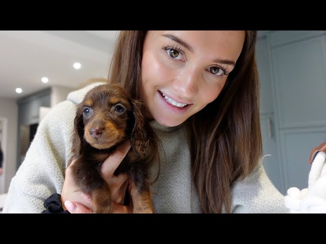 New Mini Dachshund Puppy Alert!