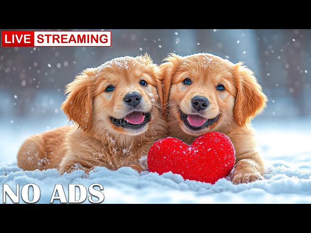 Happy Valentine 2025 Piano Music for Dogs ✨Soothing music perfect for Valentine's day 🐶