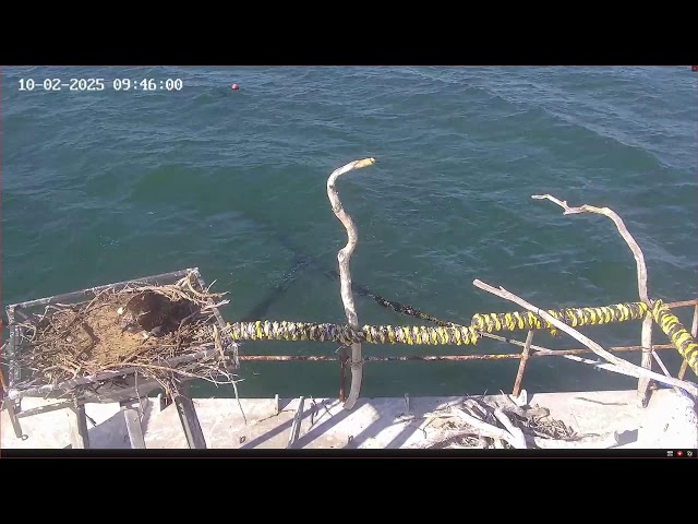 Port Lincoln Osprey Live Stream