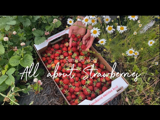 Strawberry story: Plucked, Preserved, Frozen & Enjoyed 🍓❄️🍧 | Summer in Finland ⛱️