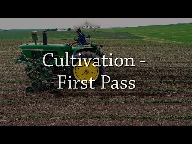 Cultivation - First Pass - Organic Weed Control