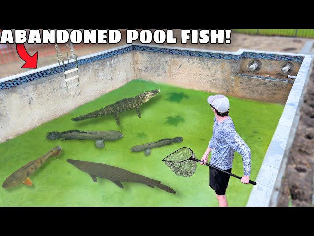 Saving Fish LIVING in ABANDONED POOL!