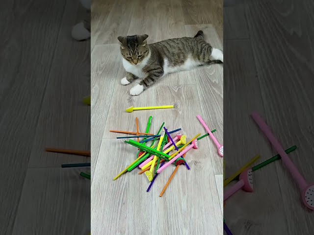 Funny Cats Barsik Vasj ❤🖐 Marbles 🔴 Reverse video