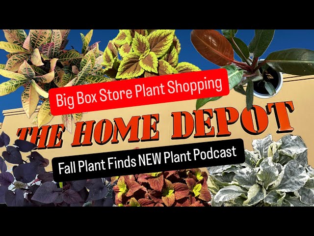 Big Box Store Plant Shopping Home Depot Plant Finds Fall Houseplants Seasonal Plants For Sale Easy