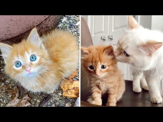 Kitten Finds Her Dream Family and Steals Their Hearts