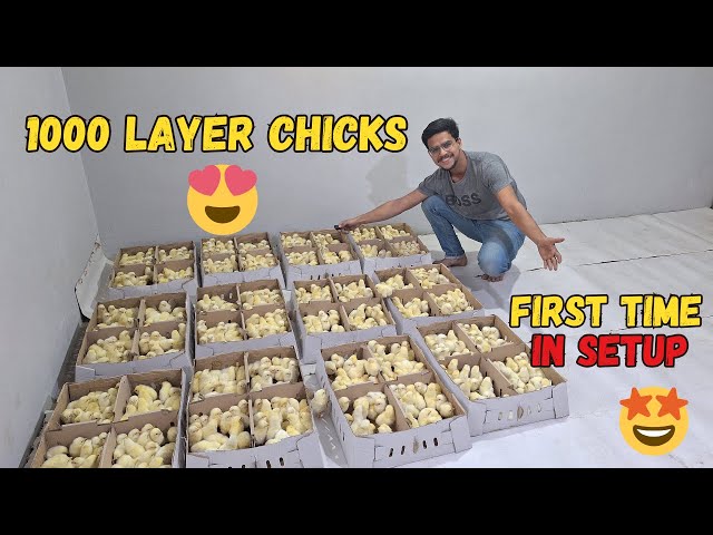 1000 layer Chicks New Entry at Farm 🐥❤️ 🐣  | Small Scale Layer Chicken Farming at rooftop 🏠