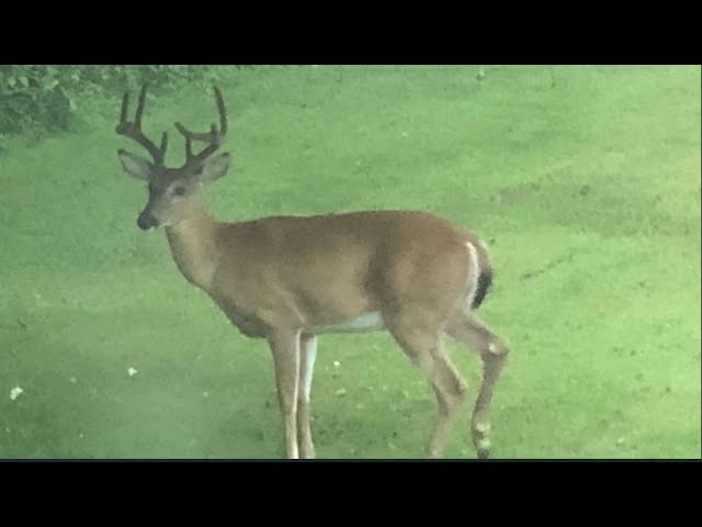 WNY 24/7 Wildlife Live Stream