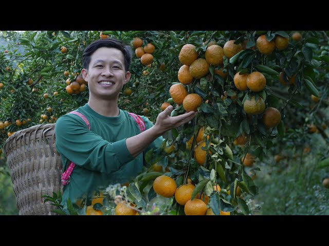 Harvest the biggest, tastiest oranges of the season go to market sell. Gardening, Building new house