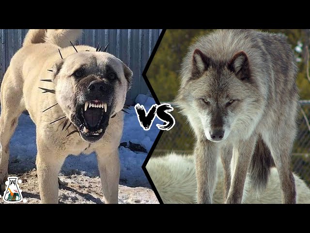 KANGAL VS WOLF  - Who is Stronger and Could Win a Fight?