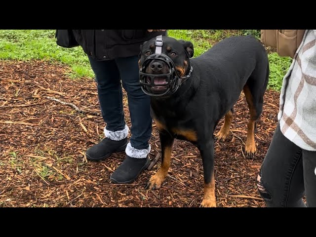 Rottweiler is tough to socialize 😩, Cane Corso loves people!