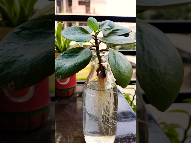 #water#propagation #kalanchoeplant