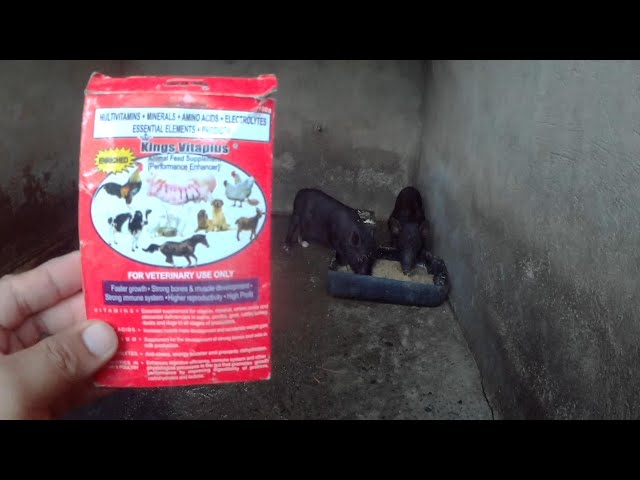 Feeding Three Months Old Native Pigs Mixed Rice bran, Starter Feeds, Wheat and with Kings Vita Plus