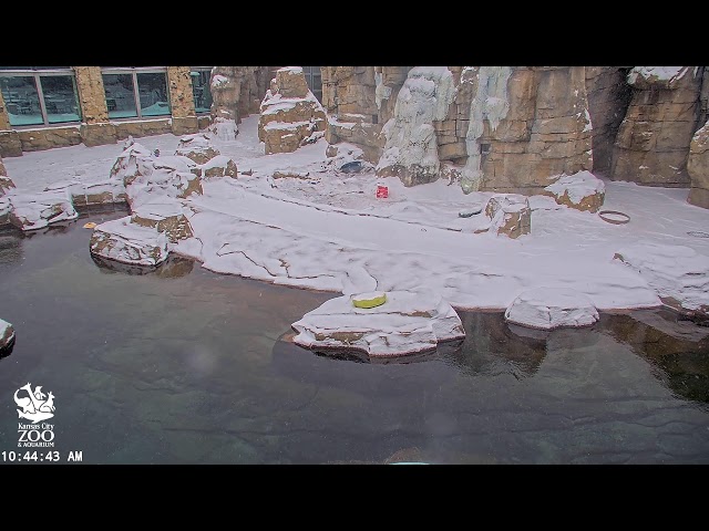 KC Zoo Polar Bear Cam