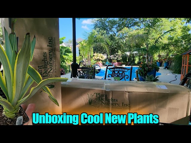 Unboxing New Plants || Plant Delights Nursery Haul