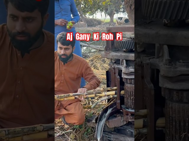 Aj fresh Gany Ki Roh Pi | Funny Punjabi Mini Vlog