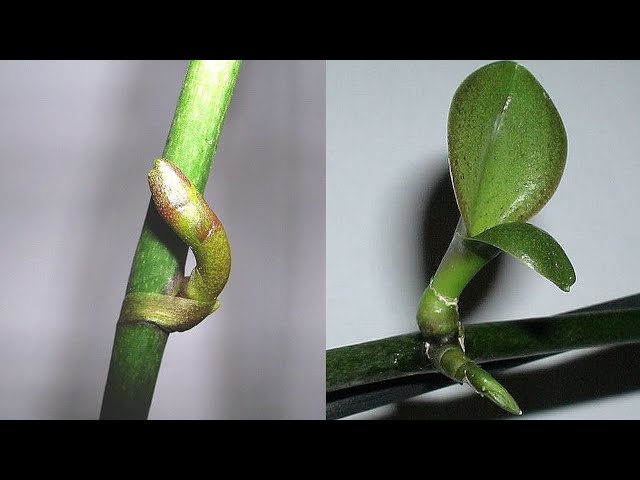 🔥🍌It's amazing! With only 1 fruit! Orchids quickly grow many seedlings and flowers bloom