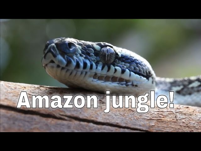 4k Video Animal in forest | Jungle Wildlife