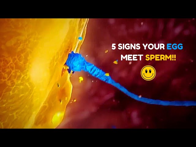 5 Major Signs Your Egg Has Been Fertilized - Egg and Sperm Meet Symptoms