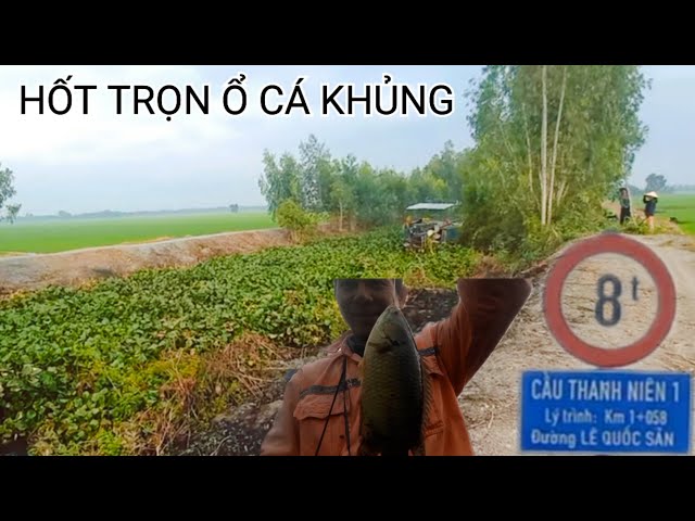 Câu Cá Rô Đồng Dưới Mương Lục Bình Cá Ăn Liên Tục @SangHuynhVlog