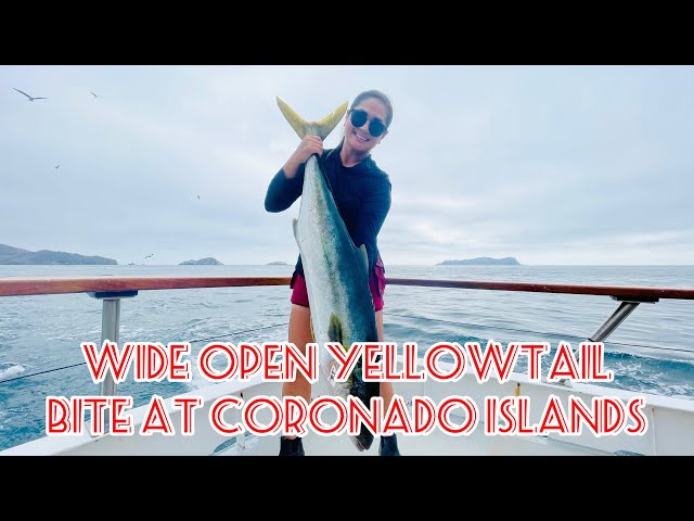 Wide Open Yellowtail Fishing!!! | Coronado Islands | Mission Belle | July 2024