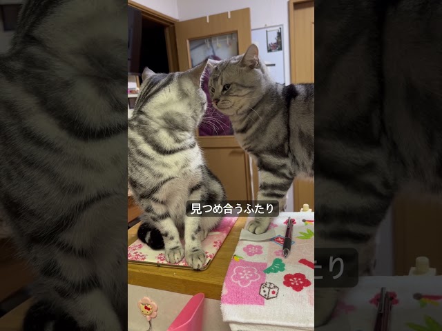 見つめ合うふたり。#アメショ#アメリカンショートヘア#猫のいる暮らし#猫のいる生活#cat#cats