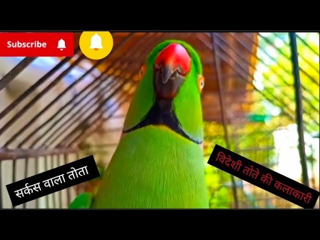 Africa forest in king parrot 🦜 Talking parrot voice 😘#trending #shorts