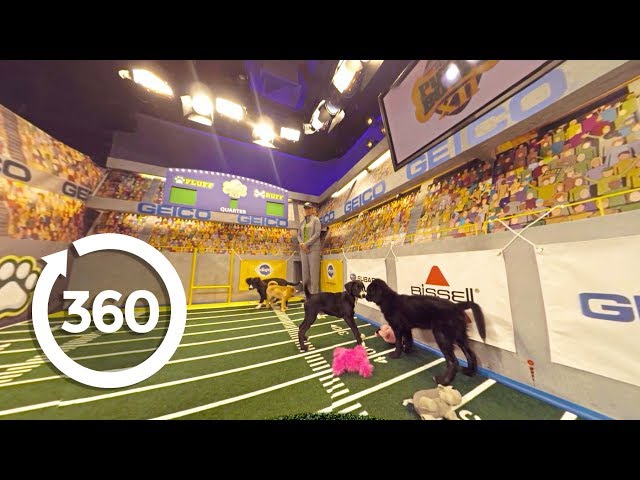 Puppy Bowl Practice Exclusive (360 Video)