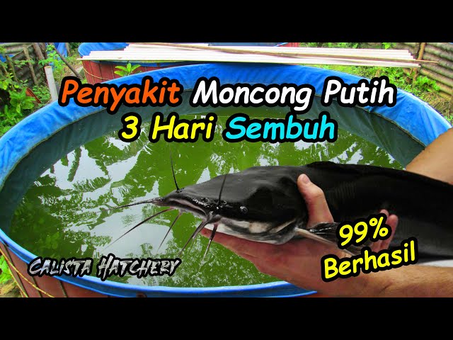 Penyakit Moncong Putih 3 Hari Langsung Sembuh