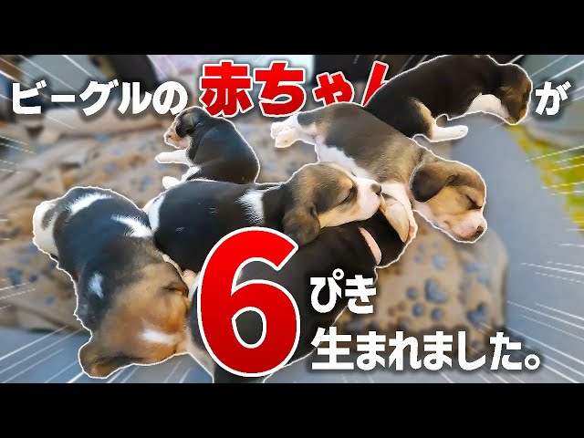 【beagle】I met 6 beagle babies.