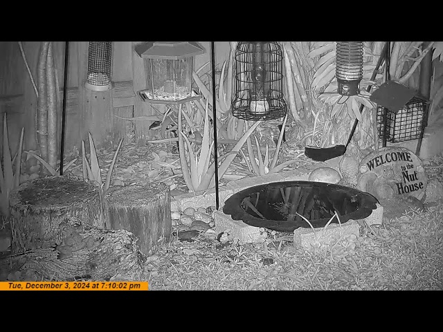 Florida Bird Feeder Live Camera HD