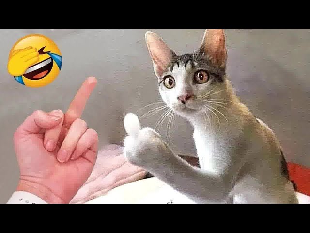 When a silly Cat becomes your best friend 😹 Funniest Animals 2024 😘🐱