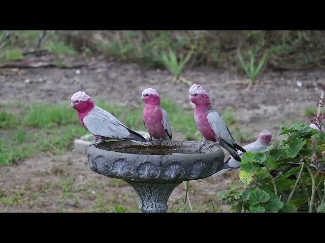 Amazing Wild Birds In My South Australian Garden