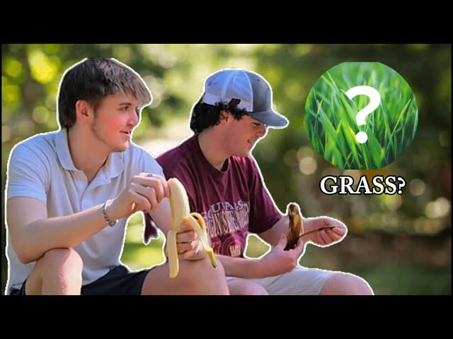 Stepping on Real Grass for the First Time… | VLOG 4 #youtube