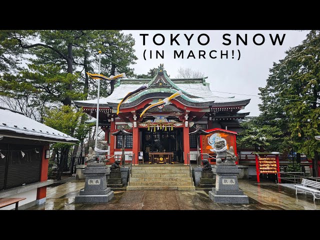 Live Tokyo Snowy March Morning Walk