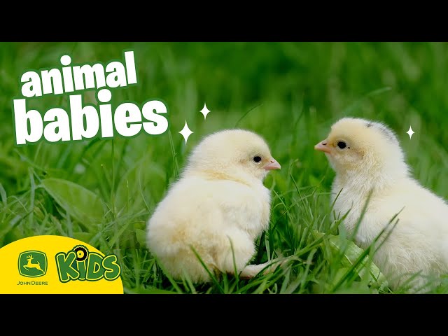 The CUTEST Baby Animals On The Farm!  🐣 | John Deere Kids