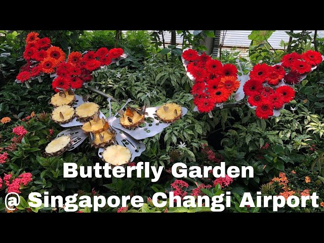 Butterfly Garden @ Singapore Changi Airport