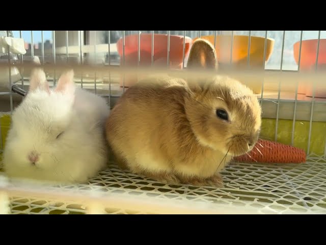 Two little rabbits have a leisure time