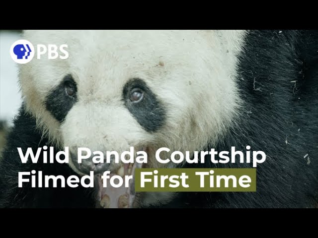 Wild Panda Courtship Filmed for First Time