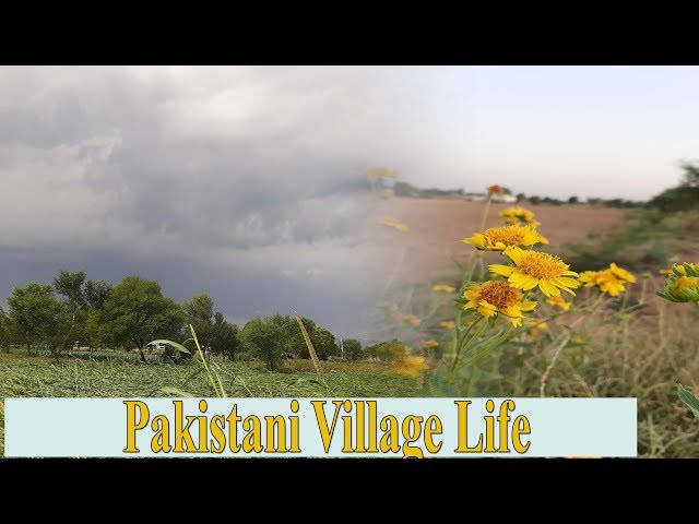 Village Life | Ahmed Niazi Vlog | Natural Beauty | Beauty of Village | Pakistan Village Life