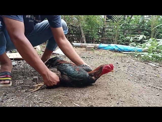 My fighting cock's life journey | eps. 16