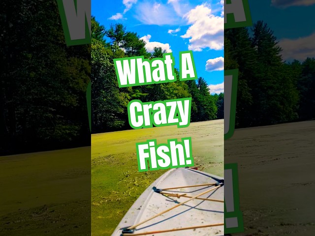 What A Crazy Fish #shorts #fishing #fish #bassfishing #bass