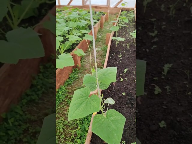 Equatorial Guinea. July 04, 2024. The greenhouse #equatorialguinea  #africa #agriculture  #farming