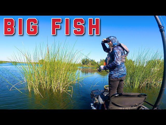 My GREATEST Day of Bass Fishing EVER! | The California Delta