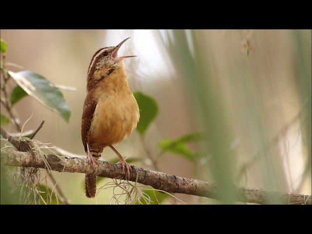 Carolina Wren Song | Free Sound Effects | Animal Sounds