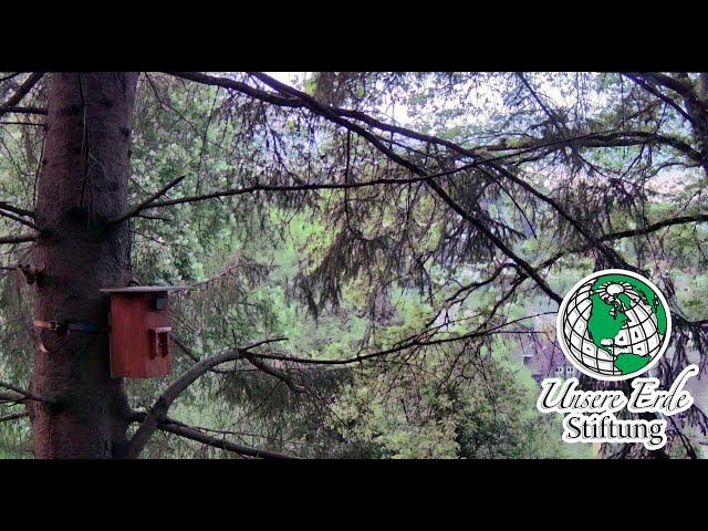 Livestream Nistkasten außen / Nesting box outside