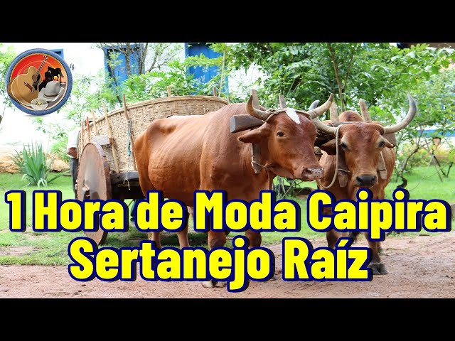 1H SÓ DE MODA CAIPIRA - SERTANEJO DE RÁIZ