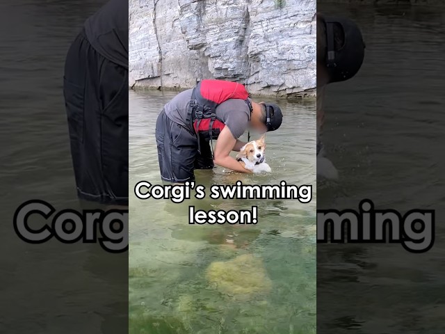 Corgi's swimmimg lesson 😂 #dog #corgi #outdoors #pethumor #dogshorts