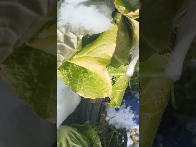 Broccoli and cabbage that are alive and blue even in the snow, the mart of nature~~!