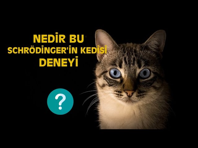 NEDİR BU SCHRÖDİNGER'İN KEDİSİ DENEYİ?