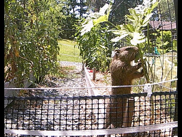 Groundhog Day in Our Garden